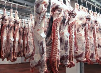 Musulmanes de Cataluña mantendrán la tradición de sacrificar un cordero Vacas sacrificadas según el rito halal