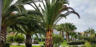 La palmera datilera en el Sagrado Corán Palmera datilera