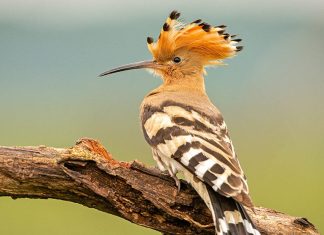 Los pájaros en el Sagrado Corán La abubilla es mencionada en el Sagrado Corán